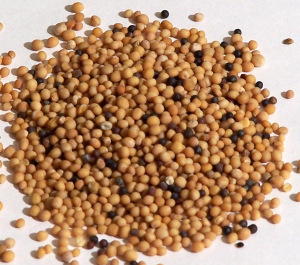 Mustard Seeds