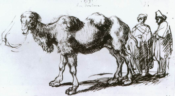 A two-humped camel